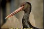 monfrague017.jpg